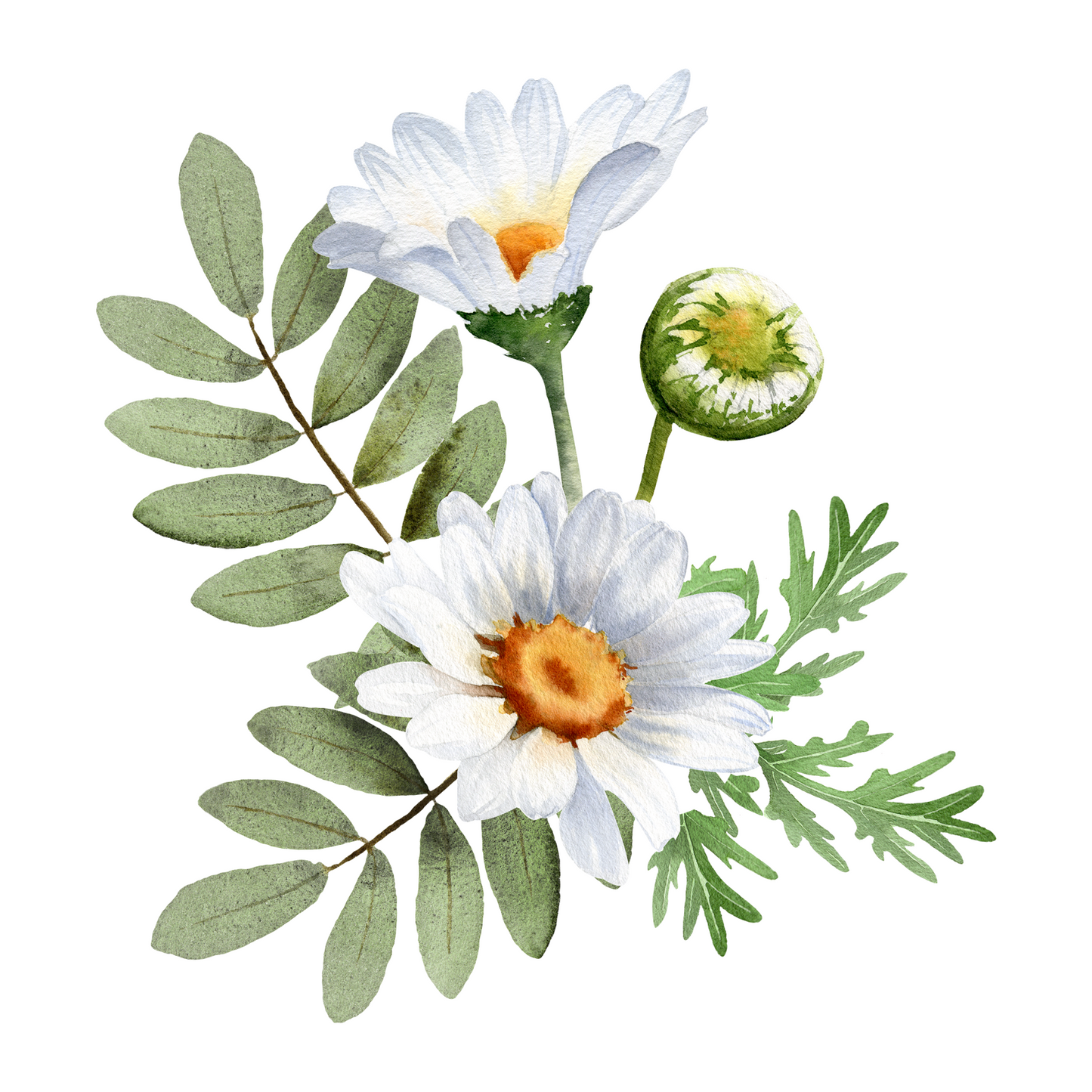 Daisy Card