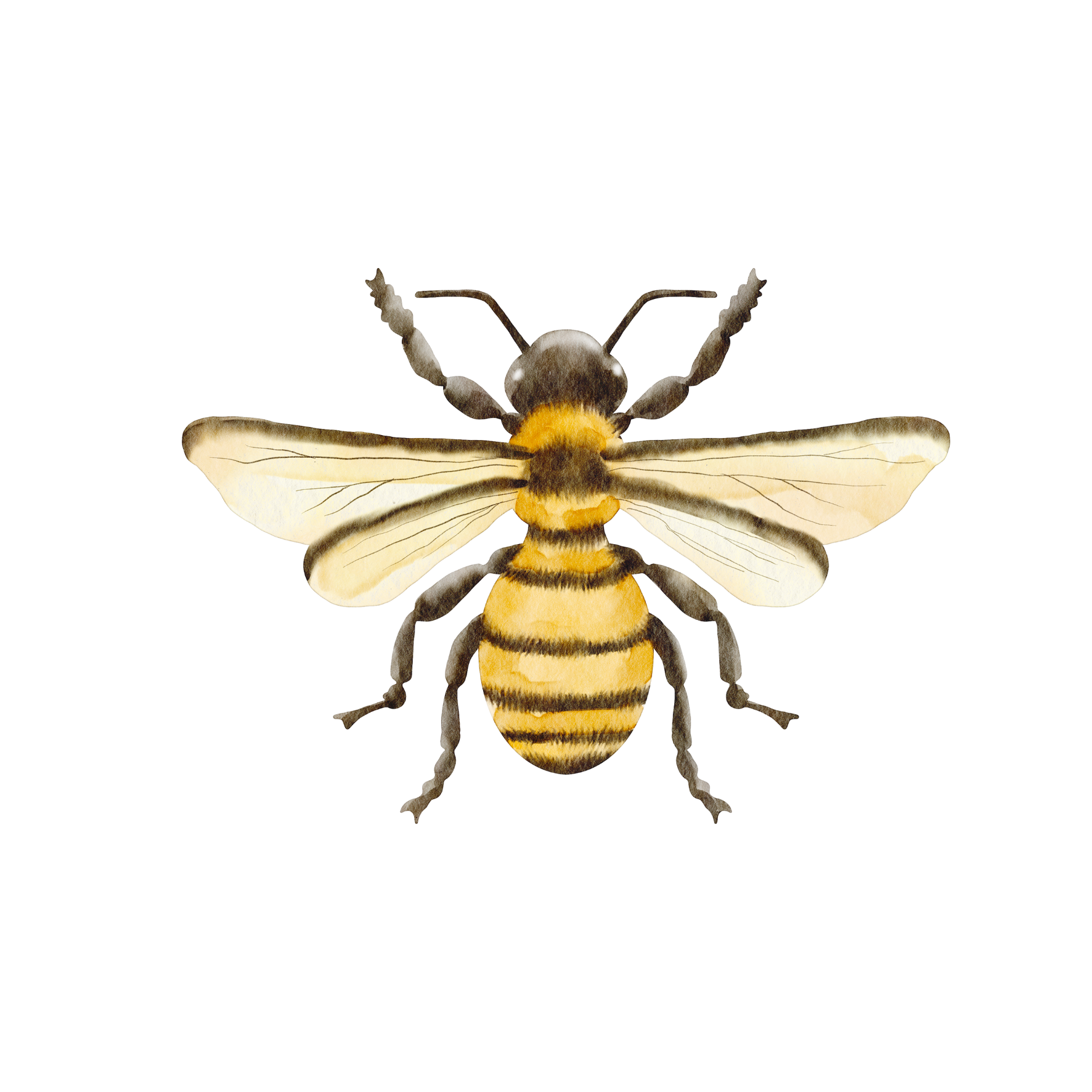 Bee Card