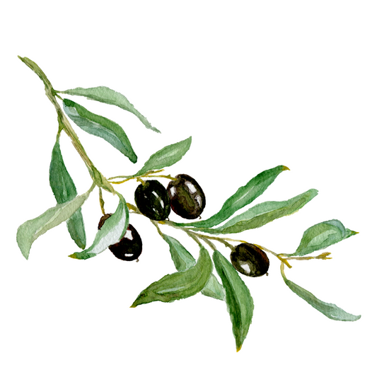 Olive Branch Card