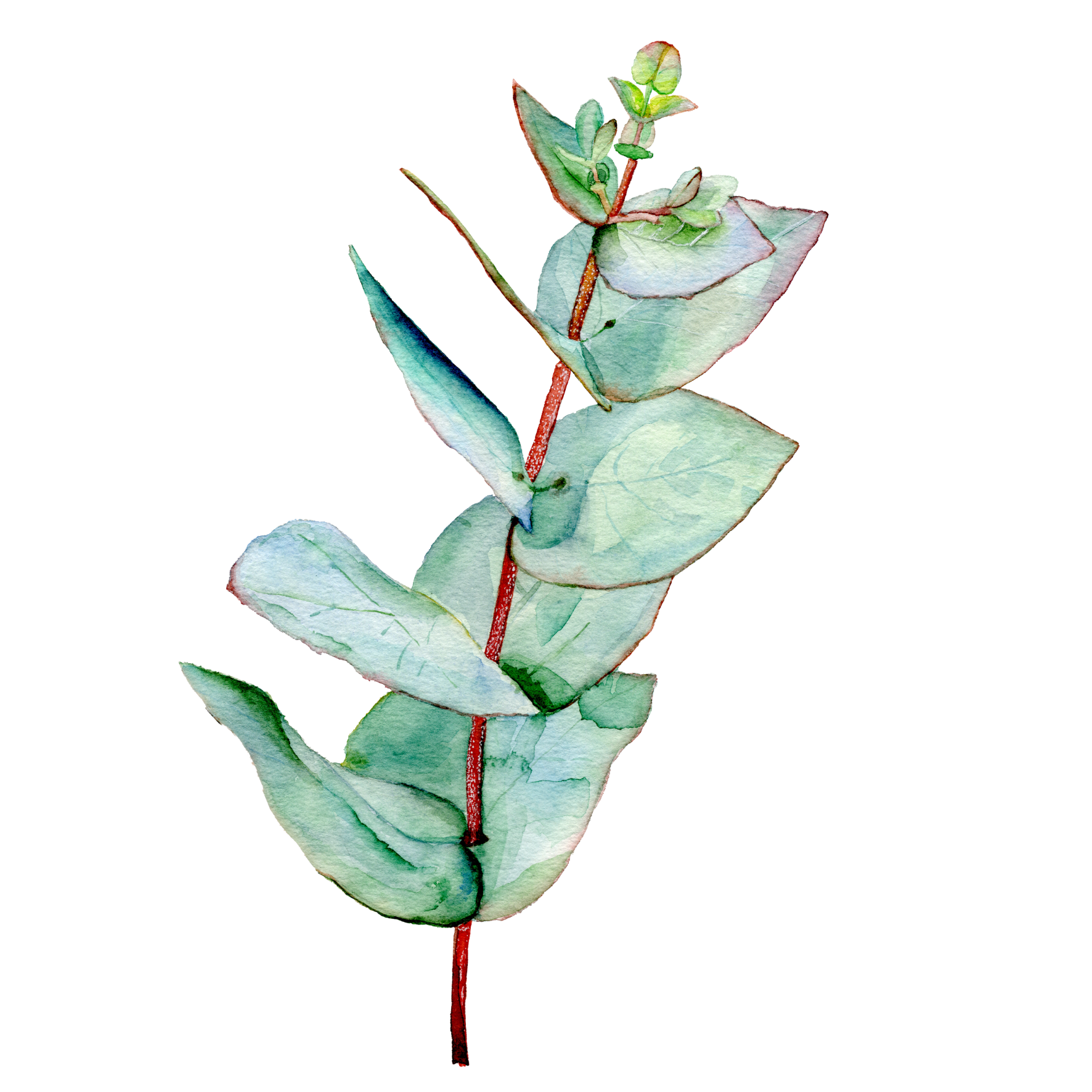 Eucalyptus Sprig Card